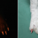 Illustration for article titled Mad Scientists Have Created a Glow in the Dark Dog